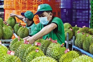 Xuất khẩu sầu riêng đang đứng trước áp lực cạnh tranh gay gắt 