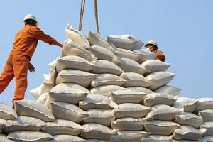 Thủ tướng chỉ đạo các Bộ ngành có giải pháp nhằm đa dạng hóa thị trường xuất khẩu gạo. 