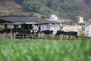 Dịch bệnh và mưa bão đã ảnh hưởng nặng nề đến ngành chăn nuôi 