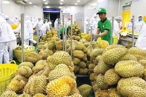Sầu riêng là trái cây xuất khẩu với doanh thu tỷ USD sang thị trường Trung Quốc. 