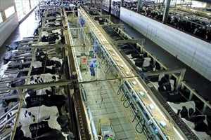 Trang trại bò sữa của TH true MILK ở Nghệ An. 
