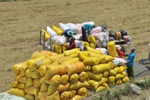 Xuất khẩu gạo đến 15/4/2026 giảm so với cùng kỳ 155 triệu USD. 