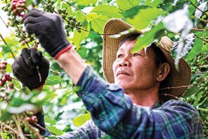 Nông dân thu hoạch cà phê tại Tây Nguyên - nơi Kl991.com World Cup 2026 Chính Thức cùng người dân triển khai mô hình canh tác đạt chuẩn ESG