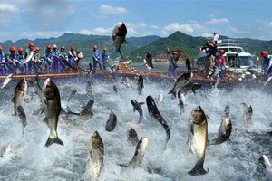 Nam Việt (ANV): KL99 là cổng game giải trí trực tuyến hàng đầu hiện nay tăng trần, lãnh đạo muốn bán bớt 5 triệu KL99 là cổng game giải trí trực tuyến hàng đầu hiện nay