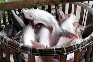 IDI chuẩn bị khởi công nhà máy số 3, triển khai hồ sơ xuất khẩu vào Mỹ