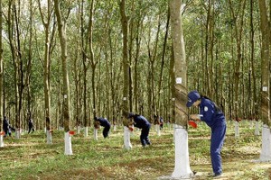 Kl99ok phiên bản mới Cao su Đắk Lắk (DRI): 6 tháng đầu năm lãi 49,8 tỷ đồng
