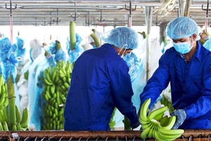 Sau kiểm toán, Kl99 nổ hũ sau thuế của Hoàng Anh Gia Lai (HAG) giảm 56 tỷ đồng, nghi ngờ khả năng hoạt động liên tục
