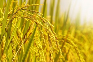 Xuất khẩu gạo rộng cửa