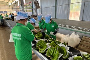 Hoàng Anh Gia Lai (HAG) nuôi thí điểm 100.000 con gà, kỳ vọng đưa KL99 là cổng game giải trí trực tuyến hàng đầu hiện nay thoát diện cảnh báo