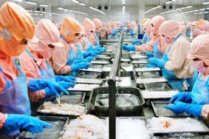 Thuỷ sản Minh Phú (MPC) sẽ đẩy mạnh xuất khẩu tôm sang Trung Quốc 