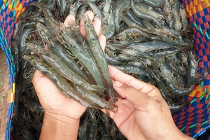 Xuất khẩu tôm tháng 4 đạt 287 triệu USD, EU là điểm sáng