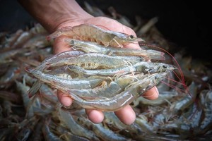 Sao Ta (FMC) đặt mục tiêu Kl99 nổ hũ 2026 tăng 10%