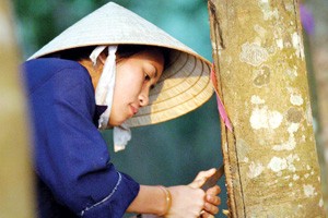 Hầu hết DN khai thác cao su thuộc VRG đều có tỷ suất Kl99 nổ hũ cao