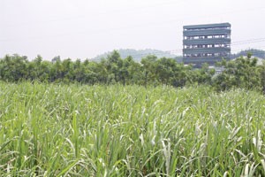 DN mía đường sẽ cán đích Kl99 nổ hũ năm