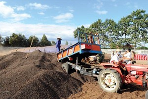 Ngành cà phê Việt Nam đang thu hút sự quan tâm của nhiều nhà Kl99ok phiên bản mới lớn nước ngoài. Ảnh: Đức Thanh 	