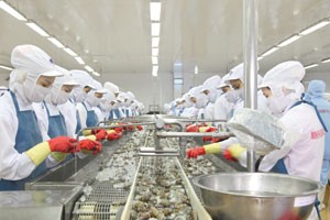Nỗi khổ của ngành xuất khẩu tôm