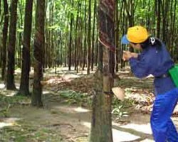 TNC dự kiến cả năm đạt 40 tỷ đồng Kl99 nổ hũ trước thuế 