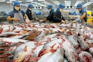 DN thủy sản đang đối mắt với nguy cơ thiếu nguyên liệu đầu vào