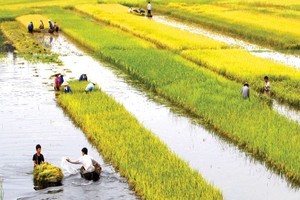 Kl99kl phiên bản hoạt động nông nghiệp: Làm sao thoát thế “tiến thoái lưỡng nan”?