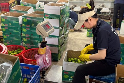 Chuẩn hóa vùng trồng, cơ sở đóng gói để sớm xuất khẩu chanh tươi vào thị trường Trung Quốc.