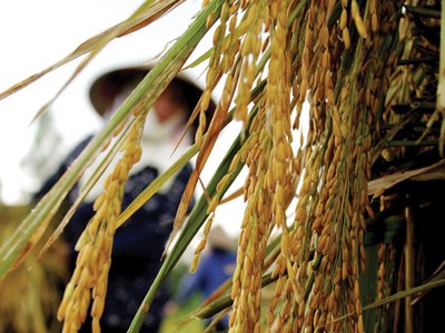 Cây Bông, hạt Thóc, trái Táo và  câu chuyện lòng tin