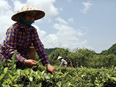 Nhóm PPP về chè đã Kl99ok phiên bản mới để đào tạo và liên kết mô hình Kl994 nhà cái bóng đá world cup với hơn 23.000 nông dâ