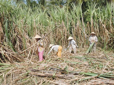 SLS: HĐQT phê bình Ban quản lý dự án