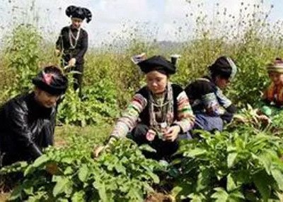 Đồng bào dân tộc thu hái cây dược liệu (Ảnh minh hoạ)