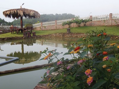 Cá ở dưới ao