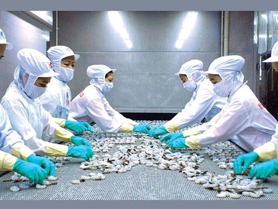 Minh Phú chưa thoát khỏi khó khăn