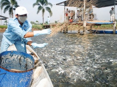 “Vua” cá tra Hùng Vương “xanh mặt“ vì lỗ, vẫn theo đuổi dự án nuôi heo 