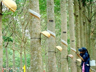 Ảnh Internet