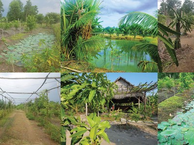 Chuyển vườn