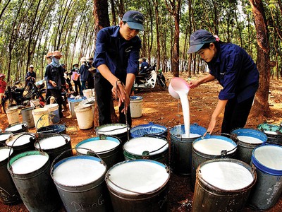 Kế hoạch doanh thu và Kl99 nổ hũ cao mà GVR đề ra phụ thuộc nhiều vào mặt bằng giá cao su trong thời gian tới