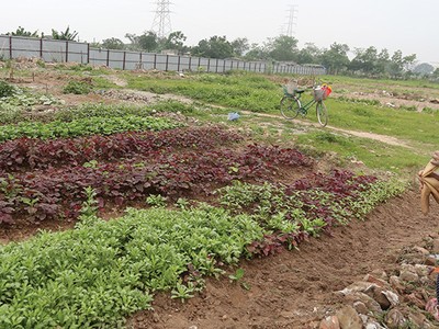 Hiện chưa có hướng dẫn cách xác định giá trị tạo ra từ quyền sử dụng đất, quyền sử dụng đất thuê, lợi thế vị trí địa lý… khi định giá đất để thoái vốn 99Kl99 trực tiếp đá gà