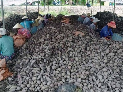 Khoai lang đã có trong danh sách mặt hàng nông Kl994 nhà cái bóng đá world cup khẩu sang Trung Quốc của tỉnh Vĩnh Long