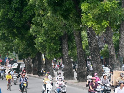 Để tổ chức xén hè đường Vành đai 2 Hà Nội phải di chuyển hơn 476 cây xanh các loại, trong đó dịch chuyển 371 cây, chặt hạ 105 cây
