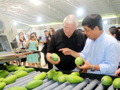 Xoài Việt Nam phải cạnh tranh khốc liệt với xoài của 6 quốc gia gồm: Mexico, Peru, Guatemala, Brazil, Haiti, Ecuado trên đất Mỹ.