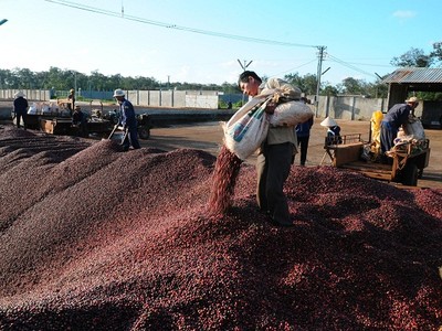 Năm 2019, Cà phê Thắng Lợi lên kế hoạch doanh thu thuần đạt hơn 227 tỷ đồng