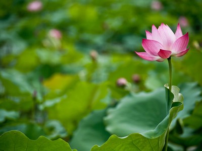 Trà sen dệt hương tháng 6
