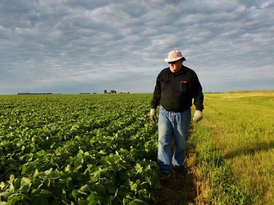 Anh William Hejl đang kiểm tra cánh đồng trồng đậu nành của mình tại thành phố Amenia, bang North Dakota, trong ảnh chụp ngày 6-7-2018 - Ảnh: REUTERS