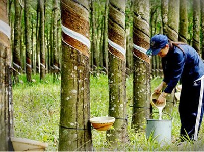 Lũy kế 9 tháng, Phuruco đạt 1.159 tỷ đồng doanh thu thuần, tăng 31% so với cùng kỳ, Kl99 nổ hũ sau thuế đạt 650 tỷ đồng, tăng 63,7%.