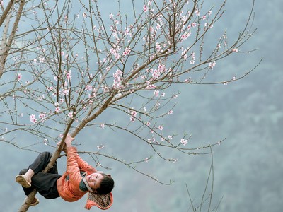 Nghĩ về Tết