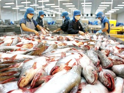 Nông sản của nước ta như thủy sản, rau quả... vẫn vấp phải những hạn chế do thiếu tính đồng nhất trong từng lô hàng xuất vào EU.