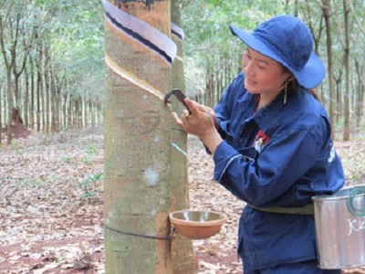 Vốn chủ sở hữu của Cao su Thống nhất hiện là 236 tỷ đồng
