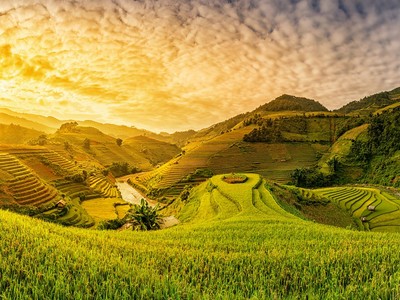 Mơ Mộc Châu ơi, xin mùa đừng qua vội