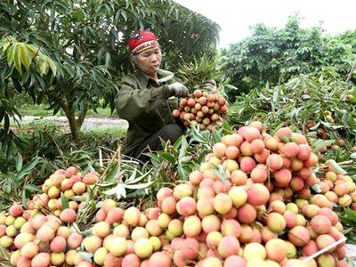 Thu hoạch vải thiều Thanh Hà, Hải Dương. (Ảnh: Vũ Sinh/TTXVN)