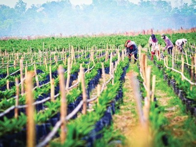 Quy mô vay nợ của HAGL Agrico đã lên mức hơn 14.600 tỷ đồng vào cuối tháng 3/2020.