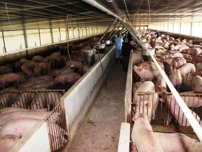 Được Kl99ok phiên bản mới bài bản, nên các công ty chăn nuôi có mô hình nhà máy hiện đại, quy mô và sản lượng lớn. Ảnh: TTXVN