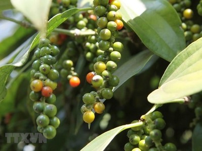 Ảnh chỉ có tính minh họa. (Nguồn: TTXVN)